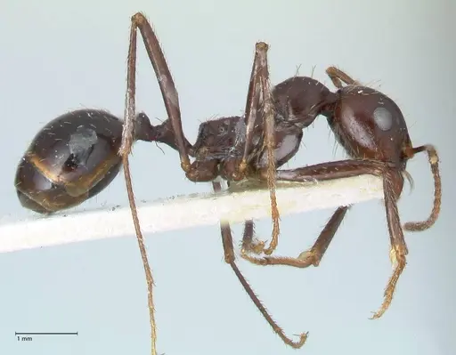 Messor denticornis - FOCOL1279