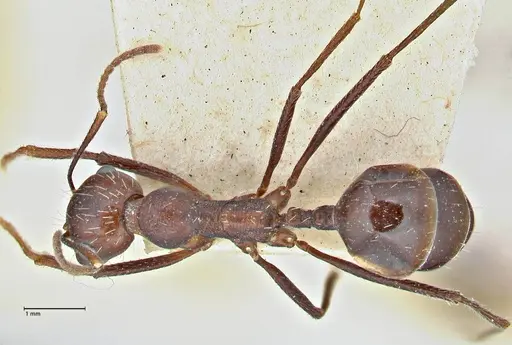 Messor denticornis - FOCOL2950