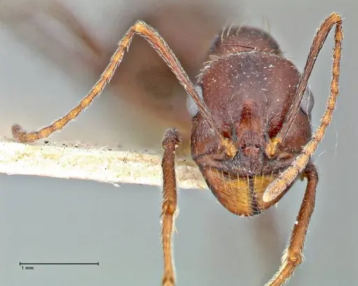 Messor denticornis - FOCOL2950