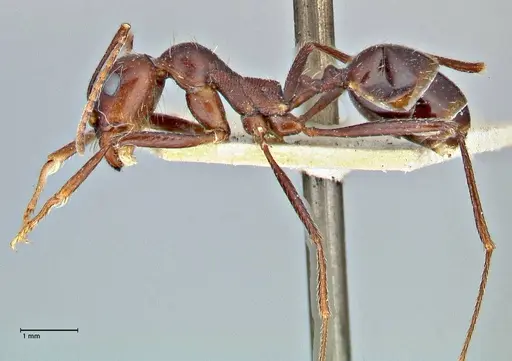 Messor denticornis - FOCOL2950