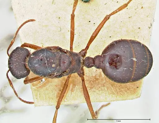 Messor denticornis - FOCOL2953