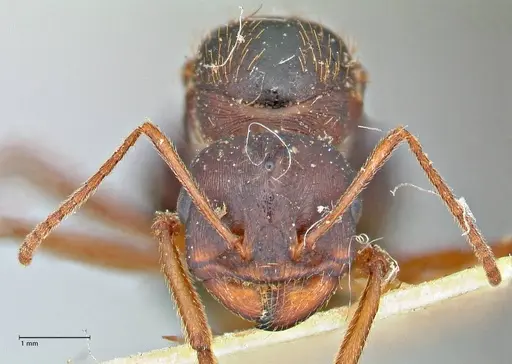 Messor denticornis - FOCOL2953