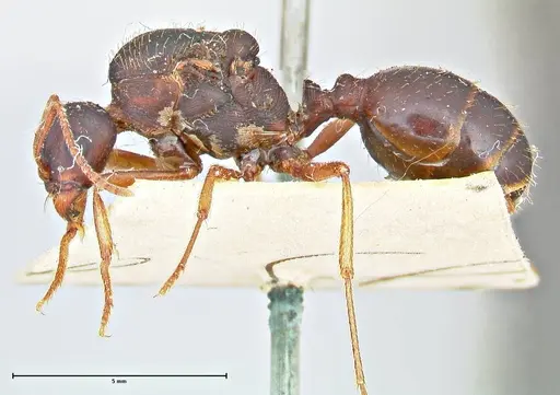 Messor denticornis - FOCOL2953