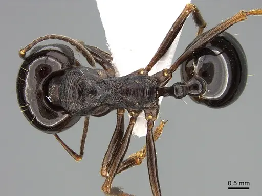 Messor ebeninus specimen
