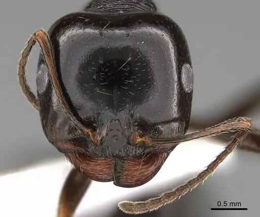 Messor ebeninus specimen
