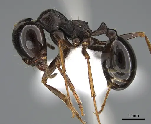Messor ebeninus specimen