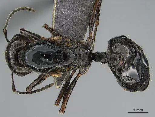 Messor ebeninus - ANTWEB1041906
