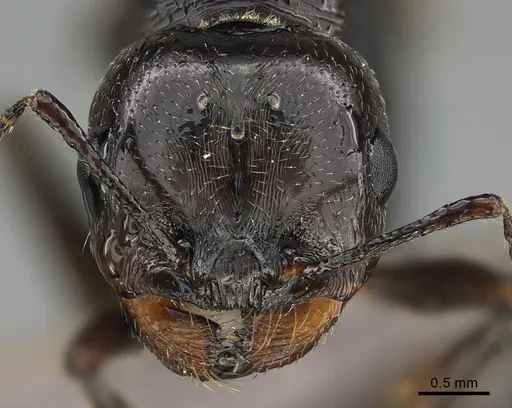 Messor ebeninus - ANTWEB1041906