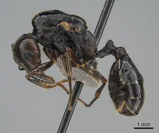 Messor ebeninus - ANTWEB1041906