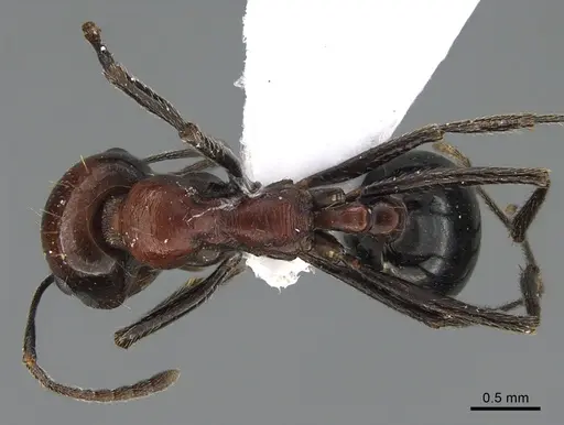 Messor ebeninus - ANTWEB1041911