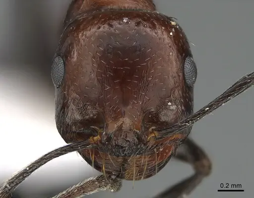 Messor ebeninus - ANTWEB1041911