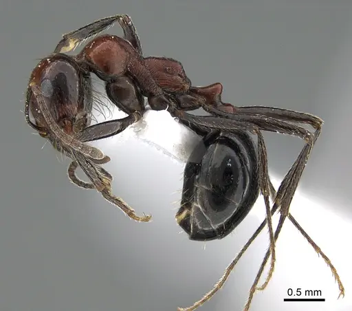 Messor ebeninus - ANTWEB1041911
