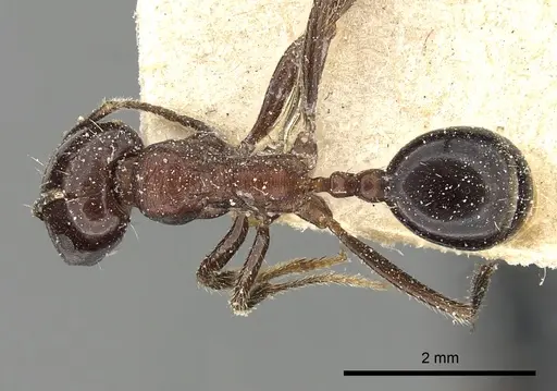 Messor ebeninus - CASENT0249822