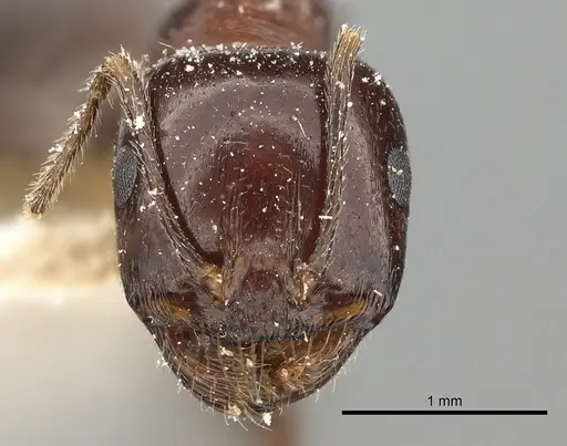 Messor ebeninus - CASENT0249822