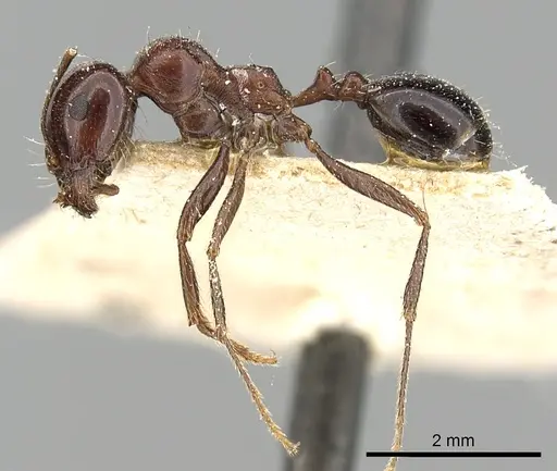 Messor ebeninus - CASENT0249822