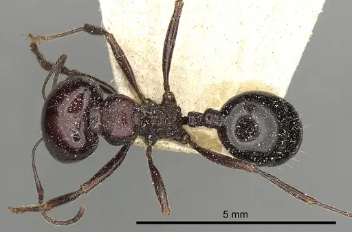 Messor ebeninus - CASENT0249823