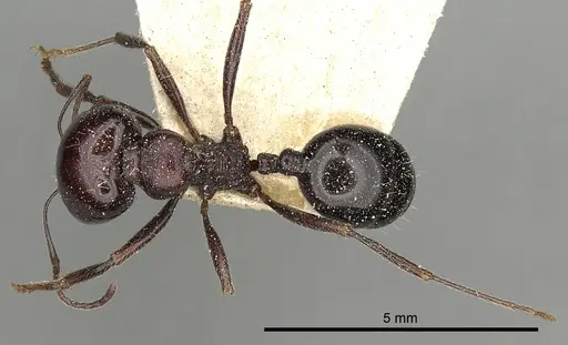 Messor ebeninus - CASENT0249823