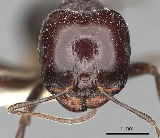 Messor ebeninus - CASENT0249823