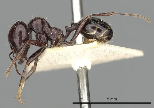 Messor ebeninus - CASENT0249823