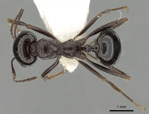 Messor ebeninus - CASENT0249861