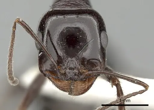 Messor ebeninus - CASENT0249861