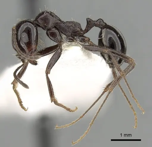 Messor ebeninus - CASENT0249861