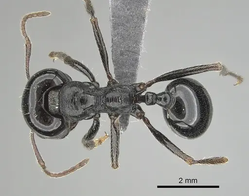 Messor ebeninus - CASENT0263749