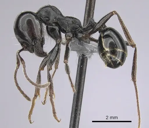 Messor ebeninus - CASENT0263749