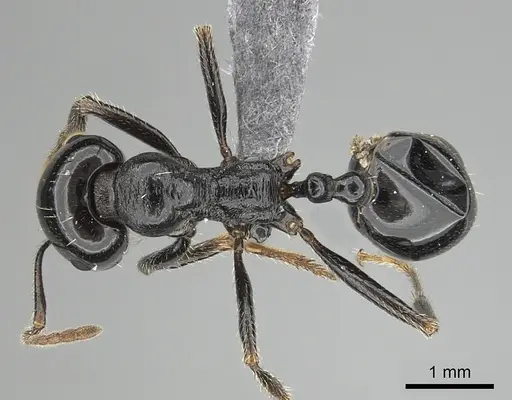 Messor ebeninus - CASENT0264156