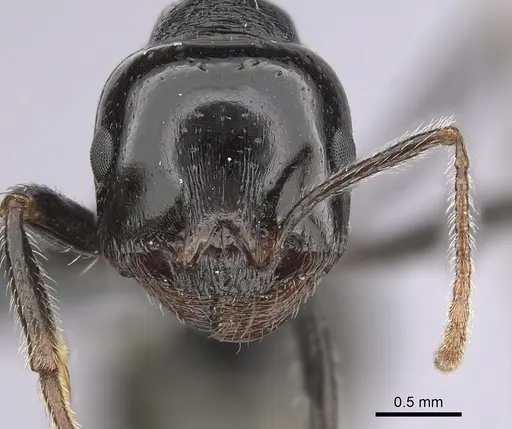 Messor ebeninus - CASENT0264156