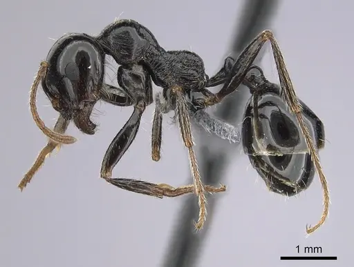 Messor ebeninus - CASENT0264156