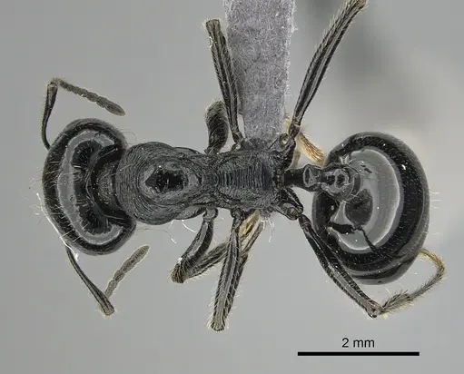 Messor ebeninus - CASENT0264196