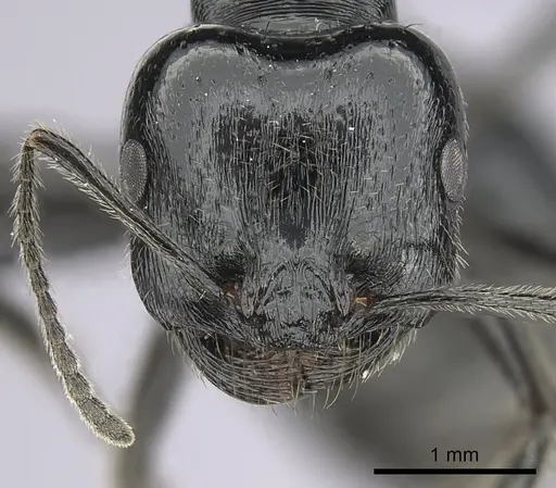 Messor ebeninus - CASENT0264196