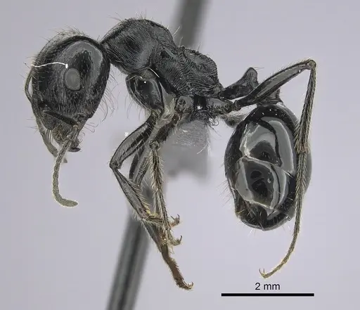 Messor ebeninus - CASENT0264196