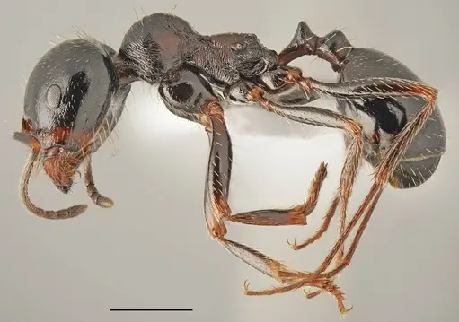 Messor ebeninus - CASENT0763859