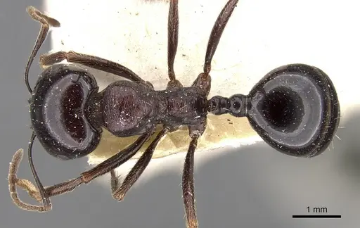 Messor ebeninus - CASENT0901472