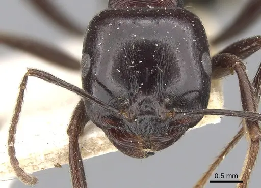 Messor ebeninus - CASENT0901472