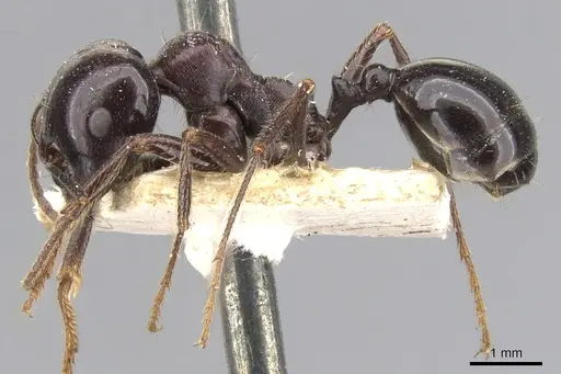 Messor ebeninus - CASENT0901472