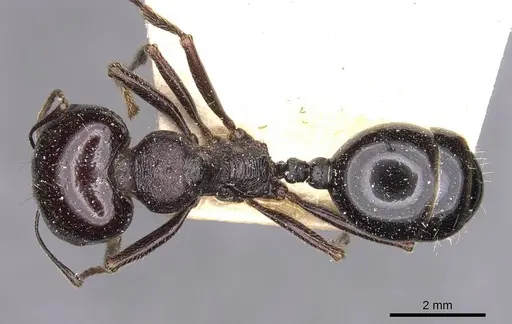 Messor ebeninus - CASENT0907734