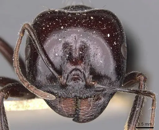 Messor ebeninus - CASENT0907734