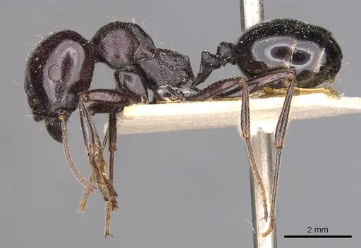 Messor ebeninus - CASENT0907734