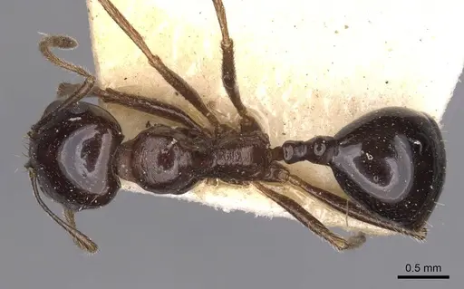 Messor ebeninus - CASENT0907735