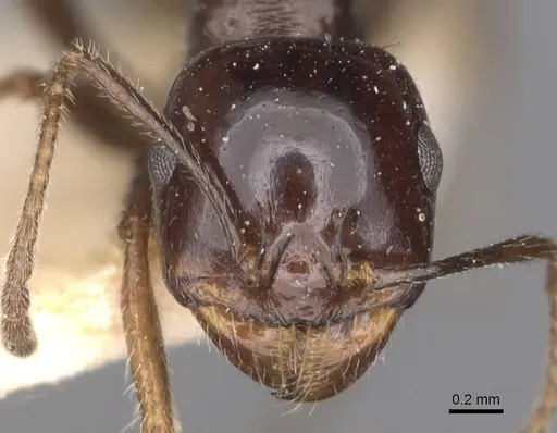 Messor ebeninus - CASENT0907735