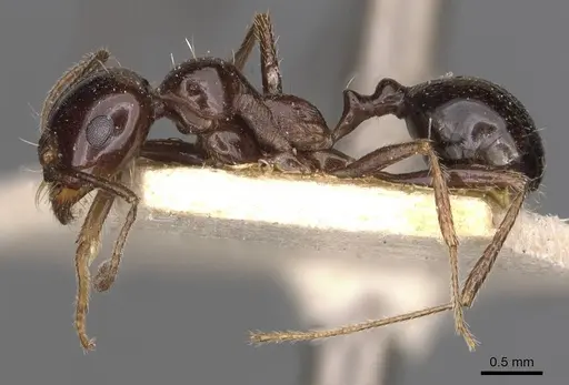 Messor ebeninus - CASENT0907735