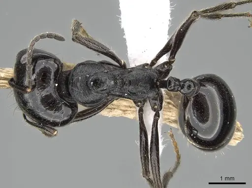 Messor ebeninus - CASENT0919813