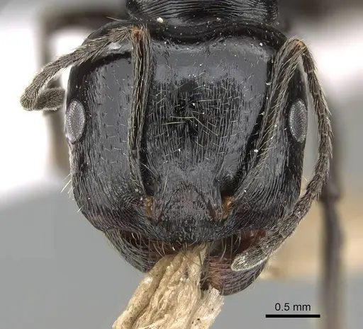 Messor ebeninus - CASENT0919813