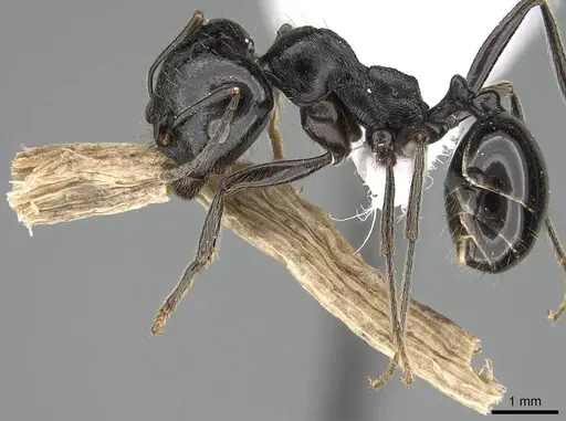 Messor ebeninus - CASENT0919813