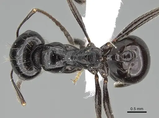 Messor ebeninus - CASENT0919814