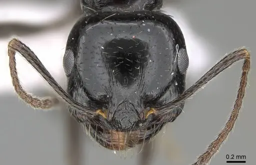 Messor ebeninus - CASENT0919814