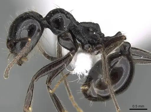 Messor ebeninus - CASENT0919814